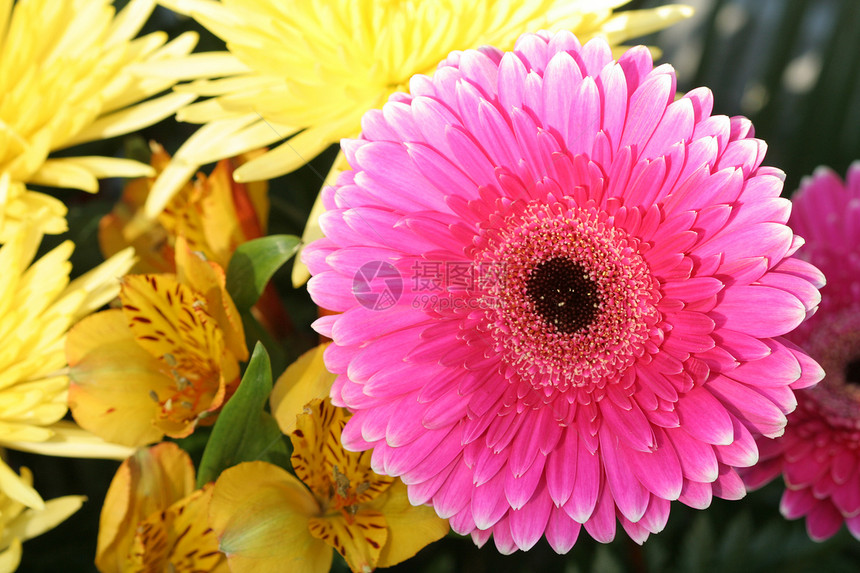 黄色背景的粉红 Aster雏菊季节宏观花朵活力翠菊植物园艺家庭生长图片