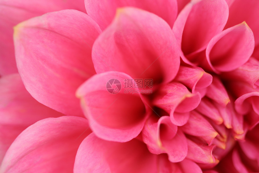 粉红色 aster雏菊花园紫色家庭太阳季节花瓣植物宏观生长图片