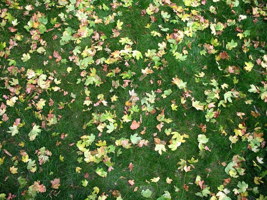 不同颜色的秋叶落于绿草上图片
