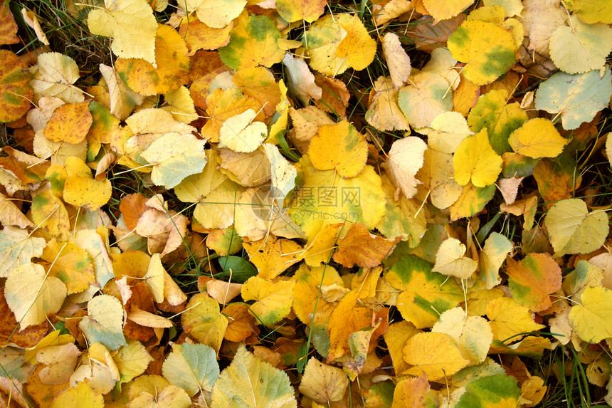 秋天落下红黄的树叶图片