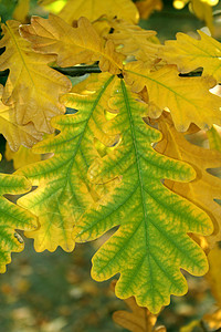 橡树叶子橡树的秋叶森林静脉植物橡木季节叶子宏观植物群小径分支机构背景