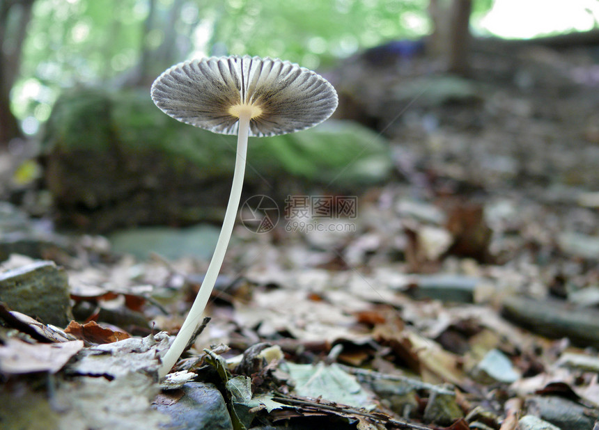 蘑菇苔藓食物蔬菜红色植物帽子菌类森林烹饪荒野图片