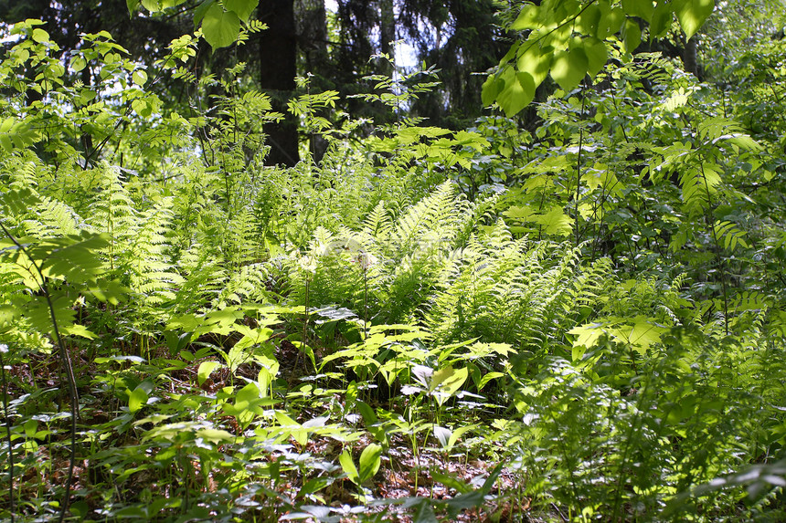 绿叶生长绿色太阳树叶弹簧叶绿素森林植物环境树木图片