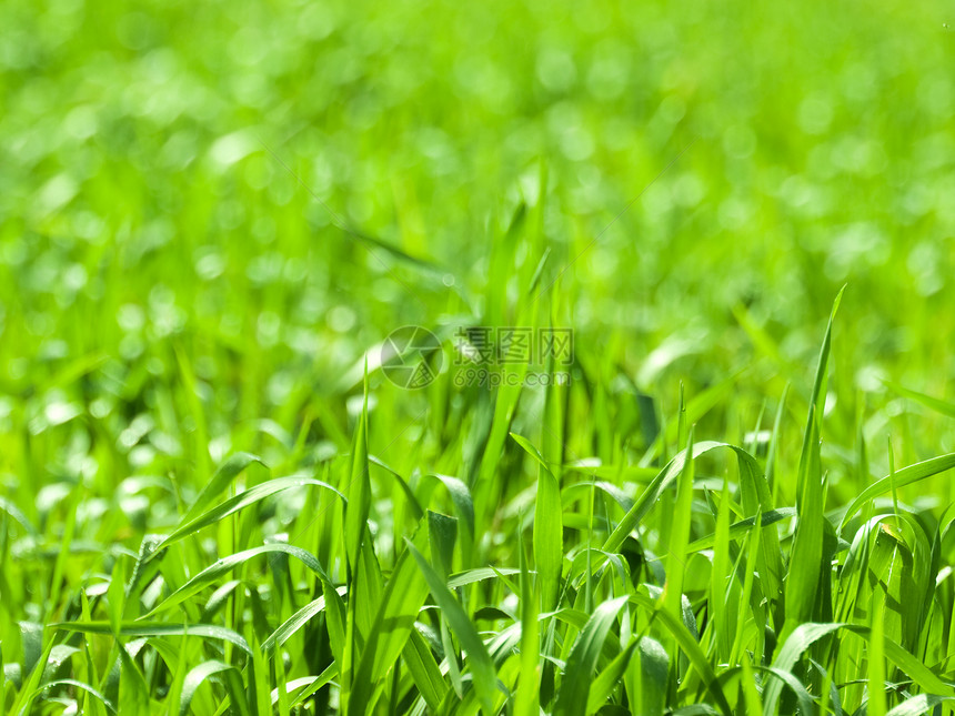 绿绿草植物群植物学环境场地花园气候绿色刀刃植物绿色植物图片