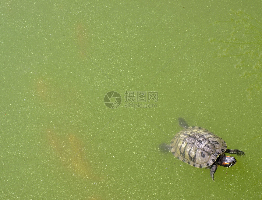 淡水龟野生动物花园池塘动物群动物园乌龟海洋动物两栖疱疹图片