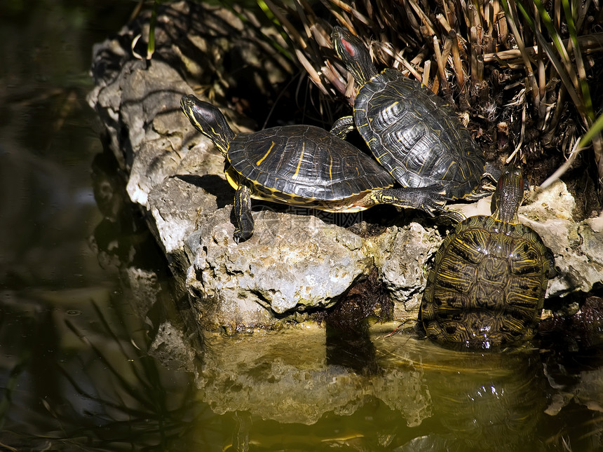 淡水龟乌龟野生动物海洋动物动物园花园疱疹两栖爬虫池塘图片