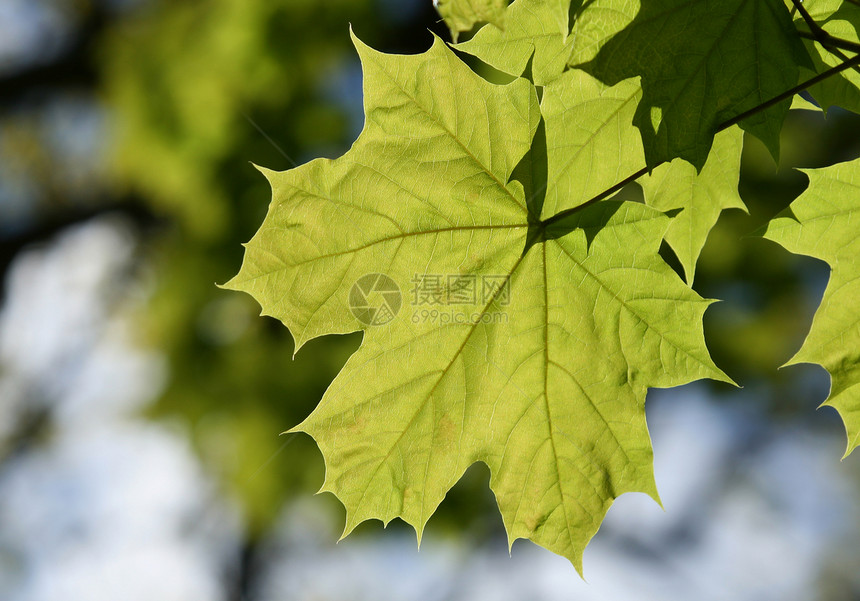 叶子宏观绿色植物叶脉植物学图片