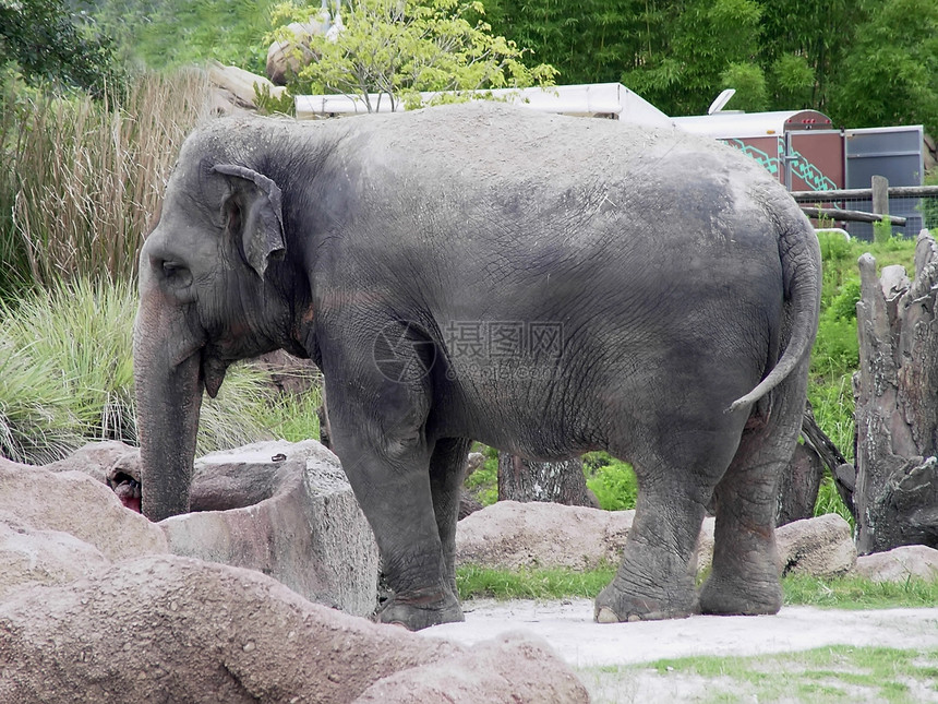 大象婴儿口渴动物园水坑栖息地荒野皱纹哺乳动物公园高原野生动物图片
