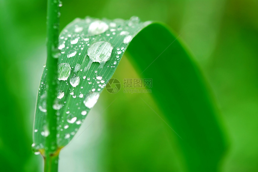 草地上的雨滴水滴植物蒸汽宏观绿色飞沫圆形树叶生态环境图片