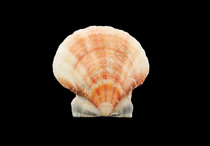贝壳黑色海螺海洋生活生物海滩背景图片