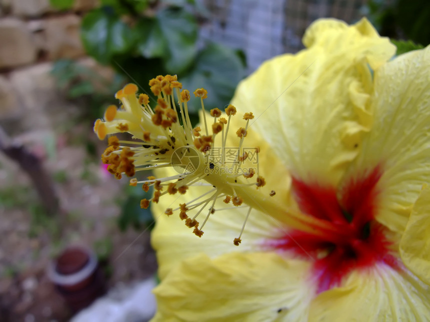 虫病虫害环境植物墙纸宏观花药园艺花粉植物群雌蕊花瓣图片