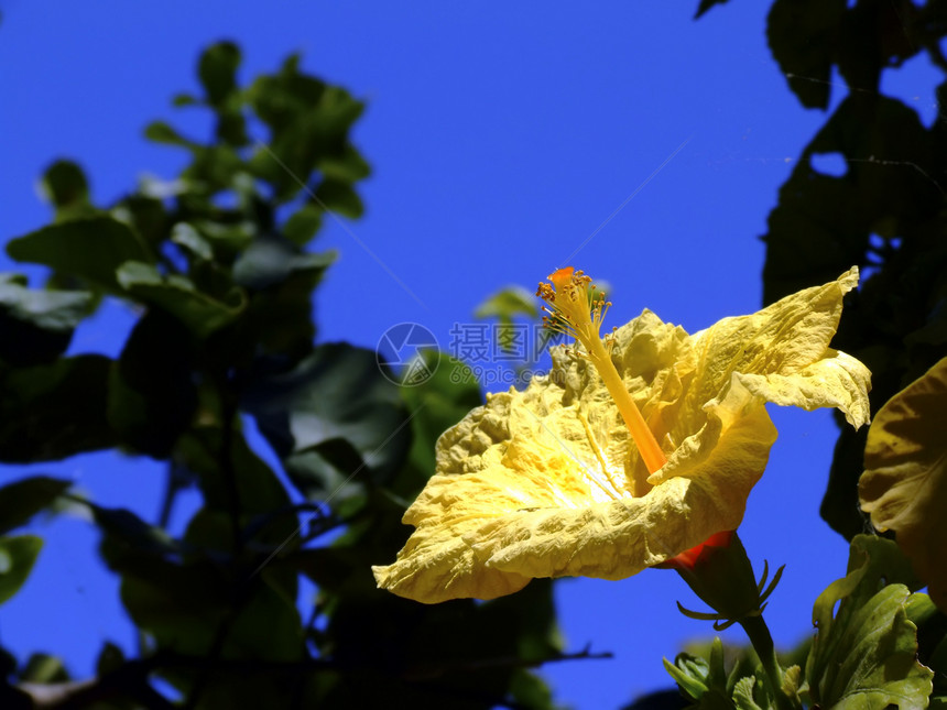 蓝色黄色柱头花瓣植物宏观植物学墙纸花蜜兰花季节花粉图片