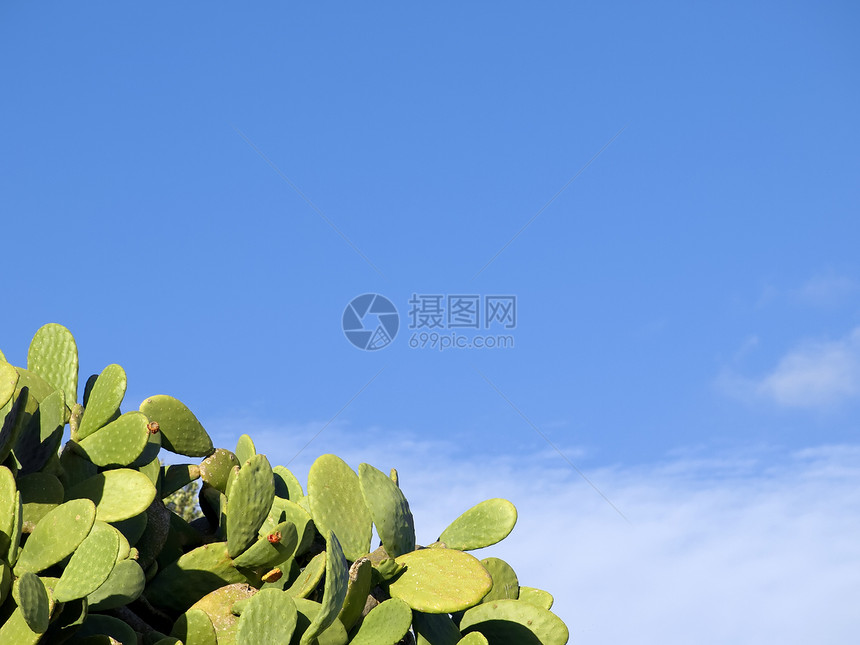 钢皮梨草原农村场地绿色植物多刺牧场天空生态季节风景图片