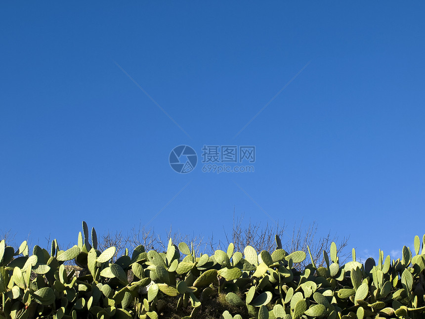 钢皮梨天空气候牧场季节绿色冒险明信片生态概念农村图片