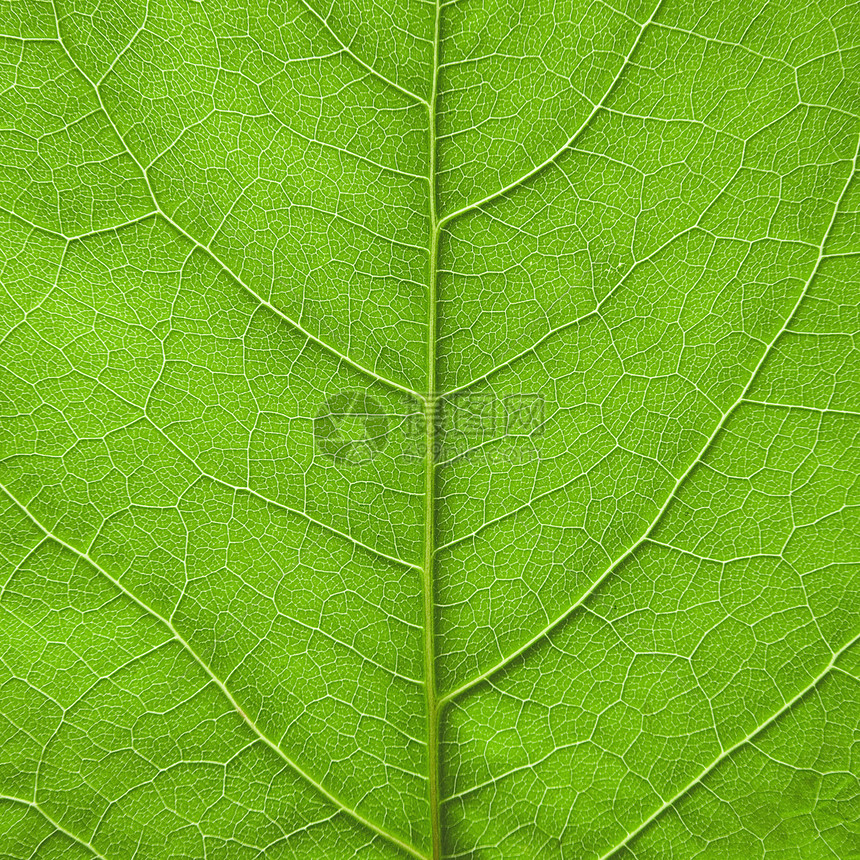 叶页背景植物群脉络季节叶子照片植物学概念植物线条生活图片