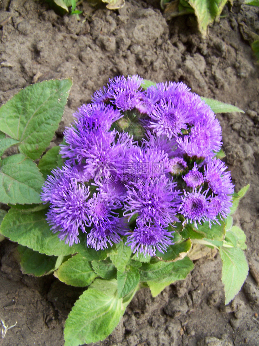 年龄植物学植物植物群季节性蓝色宏观花瓣季节紫色图片