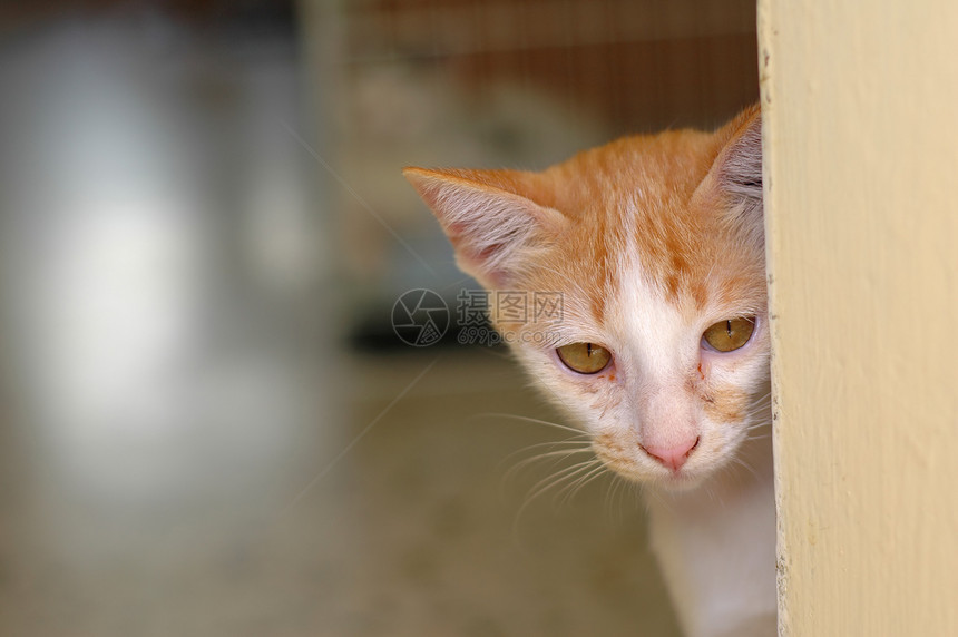 可爱警报小猫猫咪生活图片