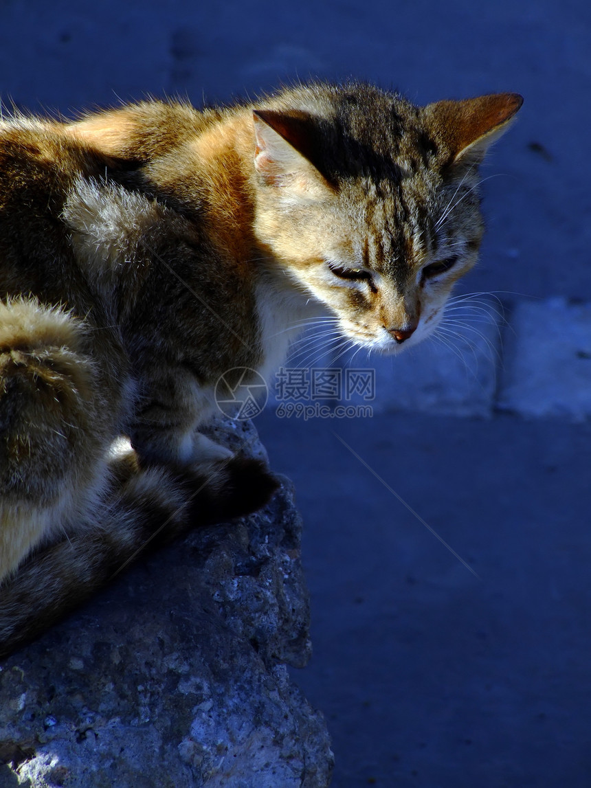 街头猫晶须动物荒野捕食者毛皮宠物哺乳动物猎人跳蚤袋流浪图片