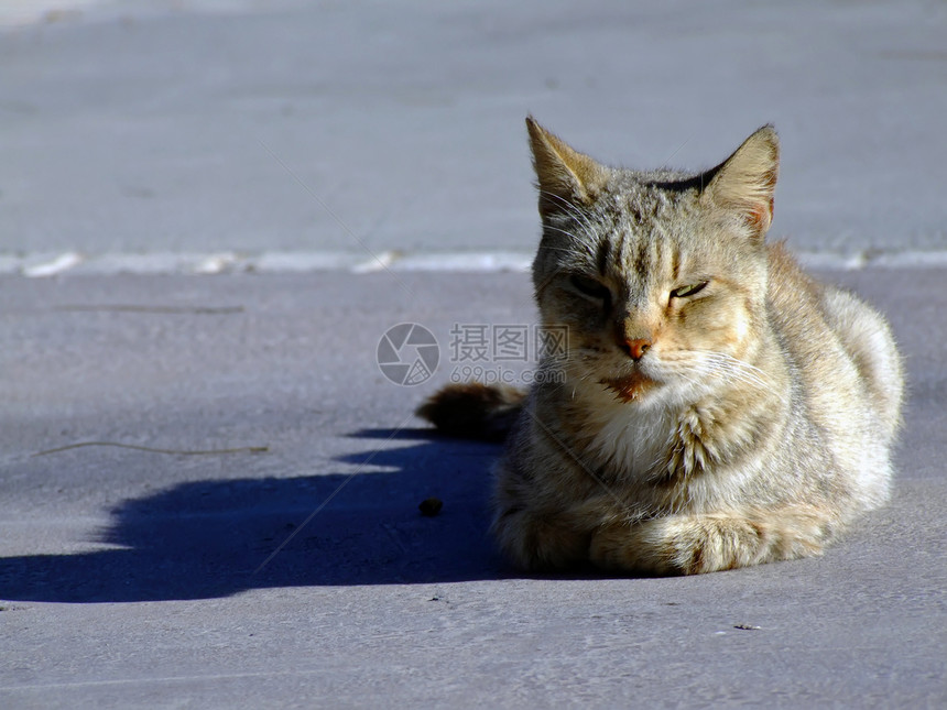 街头猫街道流浪宠物小猫毛皮猫咪荒野野性捕食者跳蚤袋图片