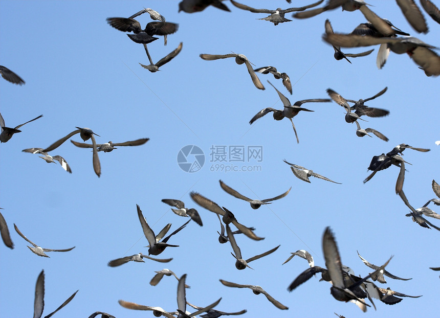 飞鸟蓝色天空自由鸽子航班翅膀图片