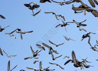 飞鸟蓝色天空自由鸽子航班翅膀背景图片