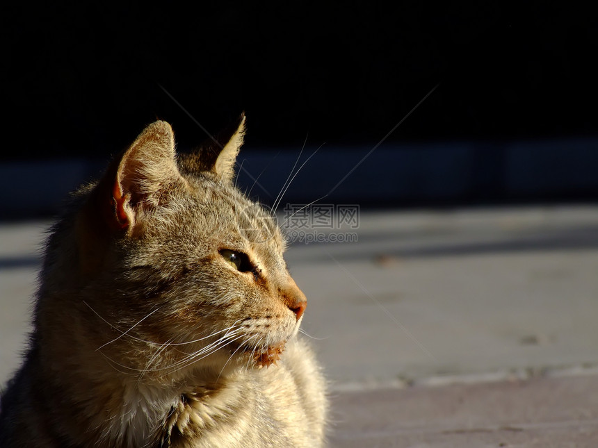 街头猫流浪猫咪晶须哺乳动物荒野跳蚤袋毛皮小猫街道野性图片