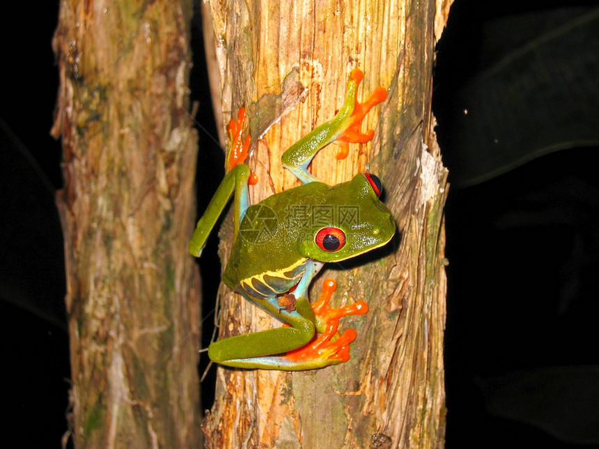 树枝上的红眼青蛙图片