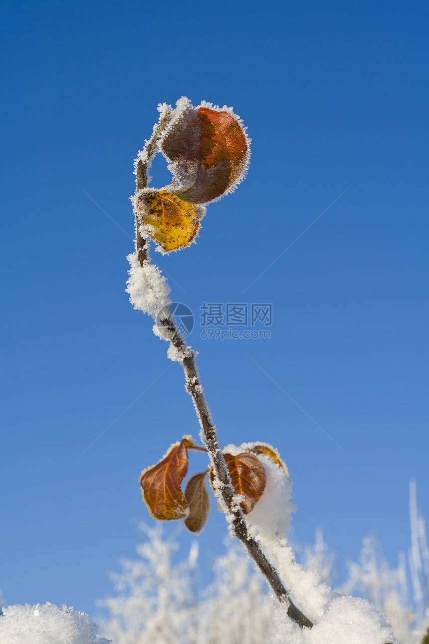 带制度假的请假季节黄色森林阳光橙子灯光棕色植物绿色温度图片