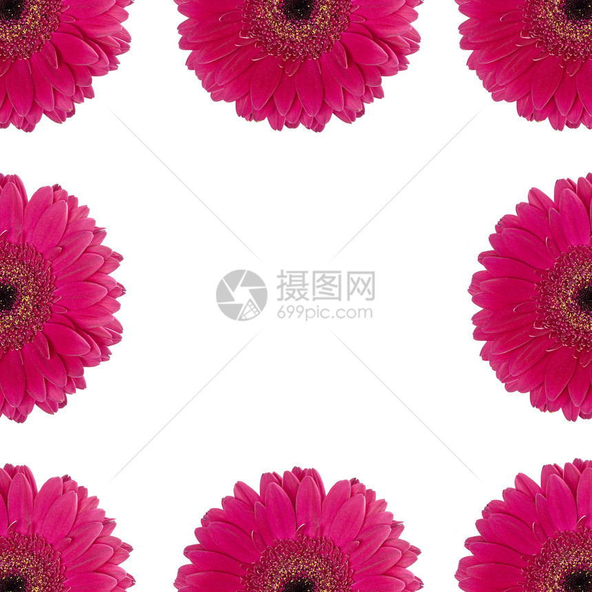 红黄框架菊花玫瑰紫色红色植物花瓣格柏宏观白色图片