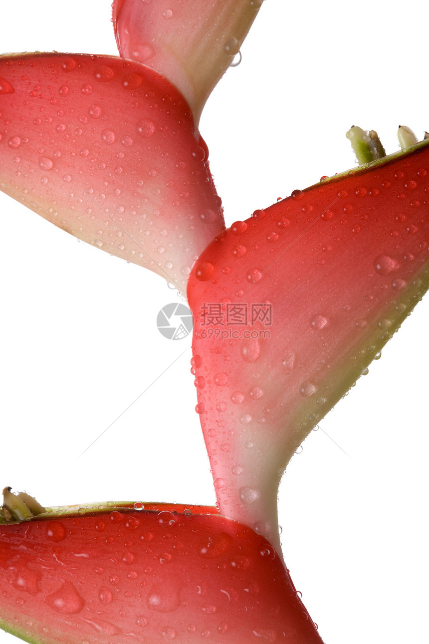 热带花卉红色水滴宏观异国植物群情调图片
