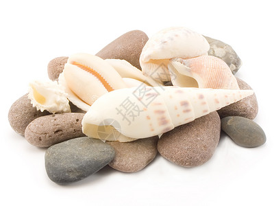 贝壳海洋卵石白色石头壳类海扇牡蛎背景
