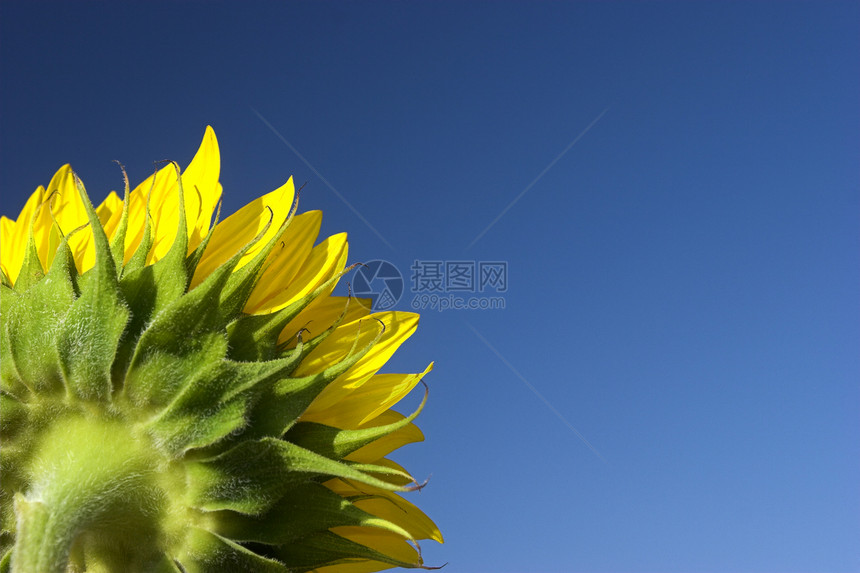 向日向宏观叶子生长照片场地植物季节金子种子太阳图片