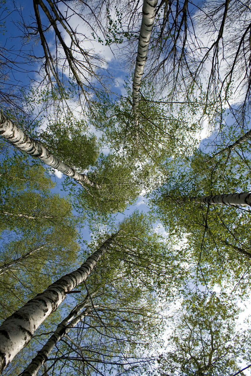 闪石生活叶子桦木风景森林树林季节乡村环境图片
