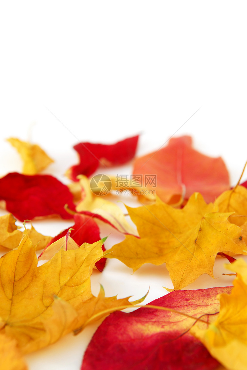 秋叶白色黄色季节树木季节性植物树叶叶子森林红色图片