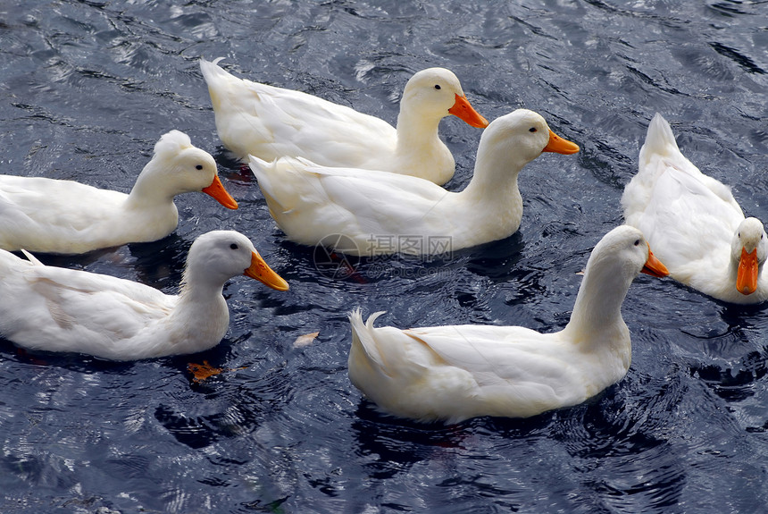 白鸭动物账单团体游泳农场乒乓球鸟类水禽农业羽毛图片