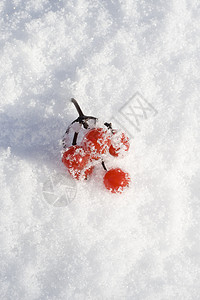 贝类水果植物白色天气红色衬套树木季节背景图片