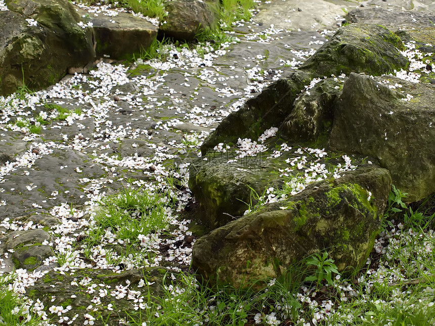 秋季眼泪佛教徒岩石寺庙悲伤叶子平衡植物冥想建筑学植物学图片