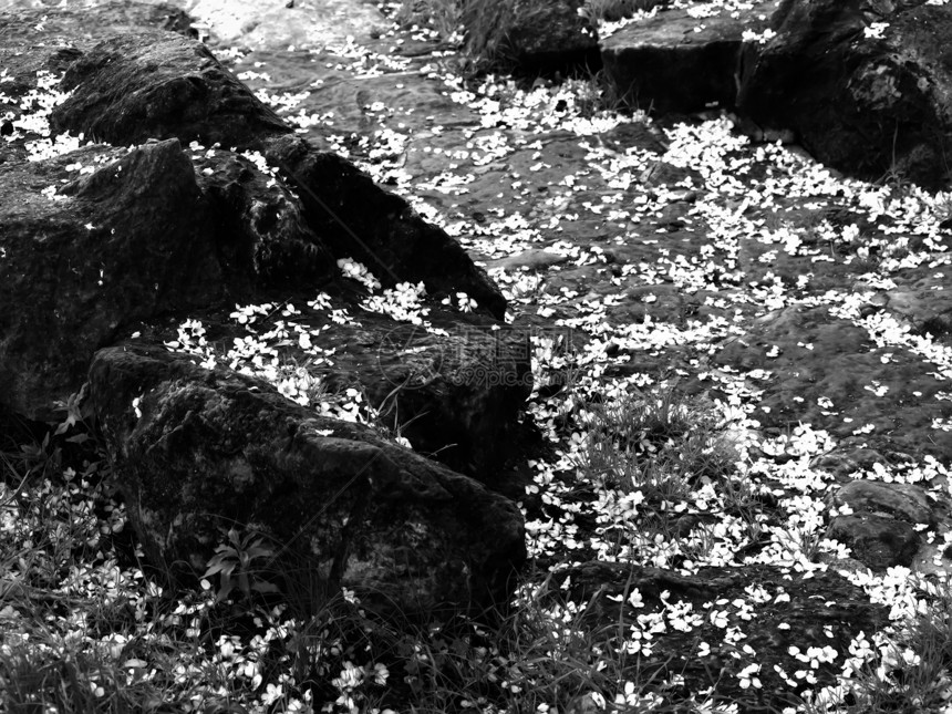 秋季眼泪花园平衡植物冥想小路植物学岩石寺庙庇护所历史性图片