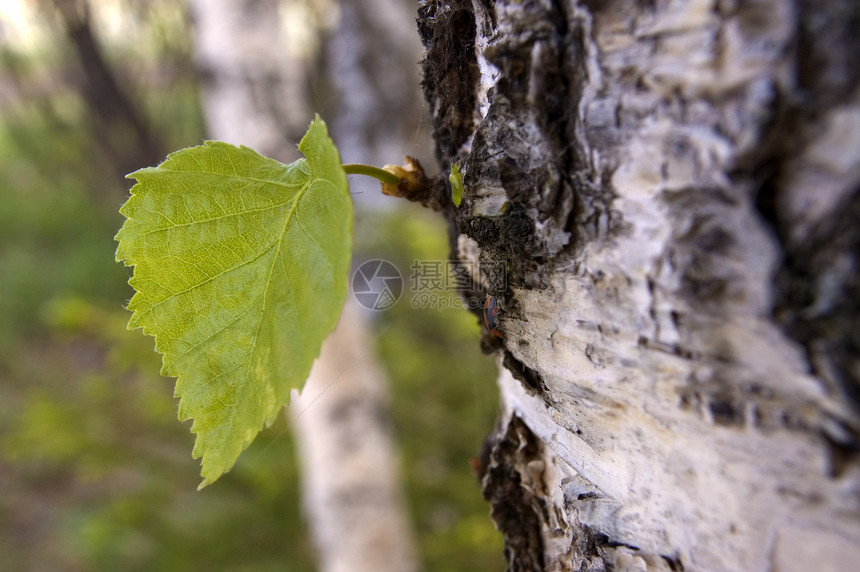 绿页宏观活力绿色生活叶子木材植物学阳光森林图片