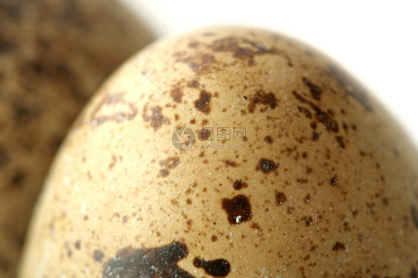 的卵子美食团体产品饮食工作室动物鹌鹑棕色早餐熟食图片