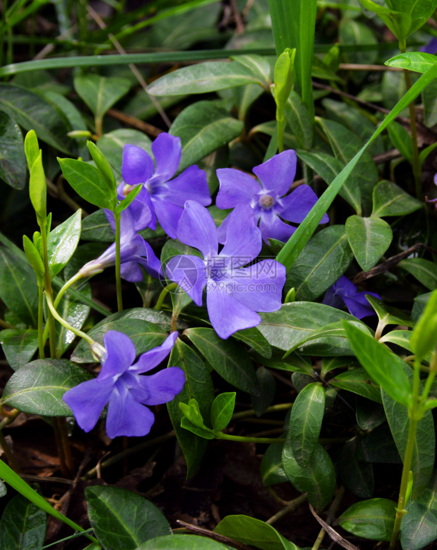 双win角植物宏观紫色绿色植物学图片
