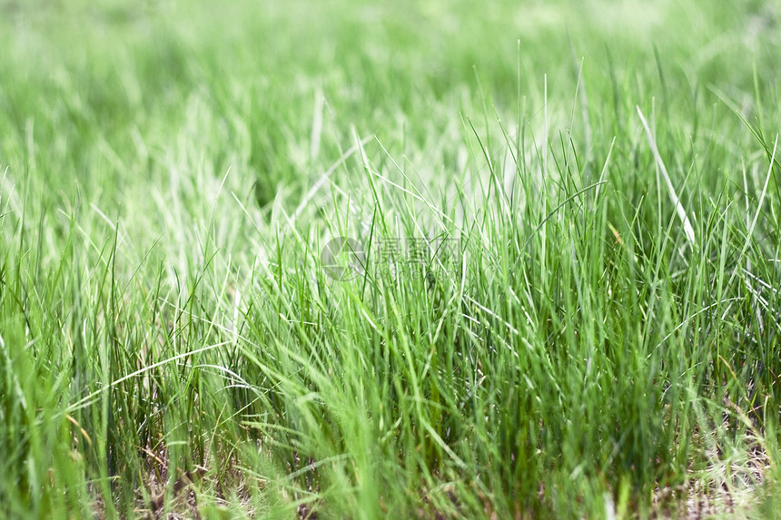 草闲暇草地草本体育场环境草本植物场地农业公园植物图片