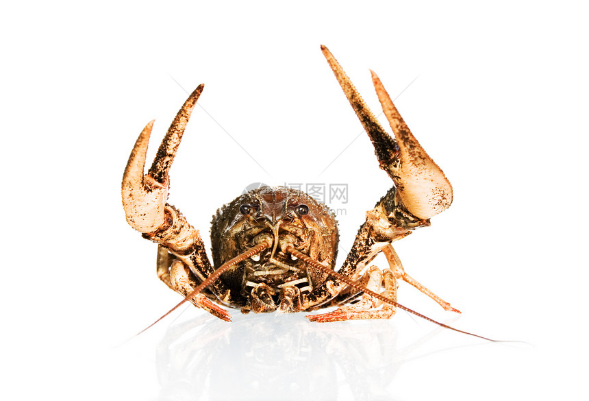 龙虾食物美味海鲜甲壳熟食腐肉甲壳纲白色贝类动物图片