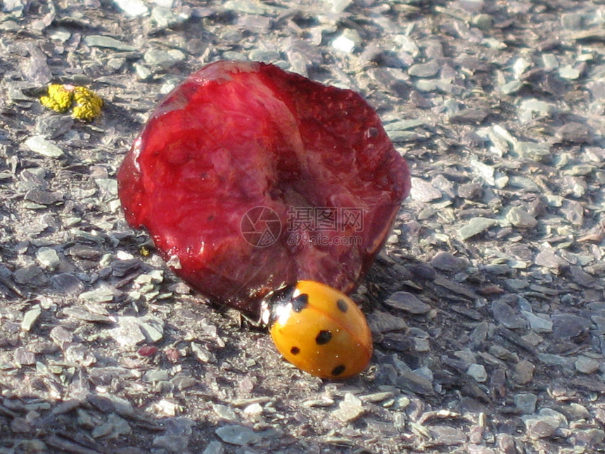 瓢虫岩石阴影食物阳光斑点太阳水果味道幸福宠物图片