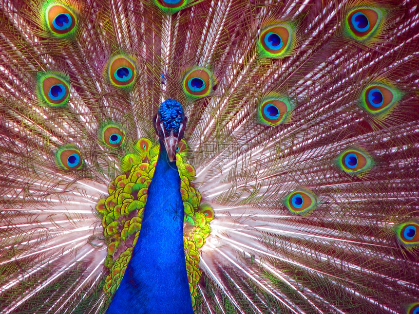 全显示中的孔雀眼睛野生动物热带尾巴绿色打扮蓝色男性动物园动物图片