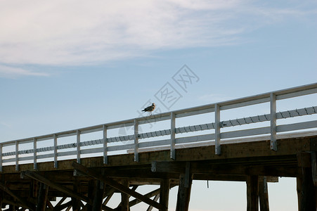 鸟儿在码头上码头天空背景图片
