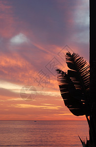 通过棕榈叶日落背景图片