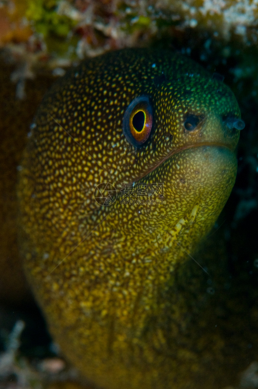 Moray Eel 绿斑绿色海洋海洋生物海鳗潜水鳗鱼图片