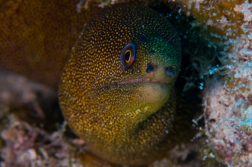 Moray Eel 绿斑绿色潜水海洋生物海鳗海洋鳗鱼图片