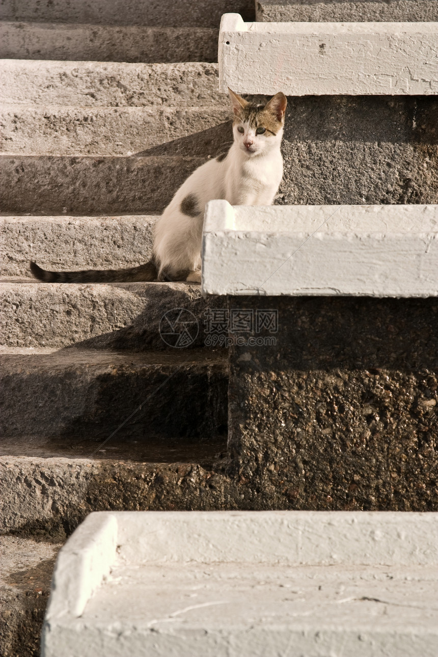 猫咪宠物乐趣白色楼梯晶须小猫家畜图片